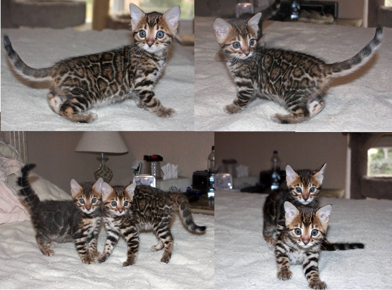 Bengal Kittens for Sale - Bengal Cats Of Summermist