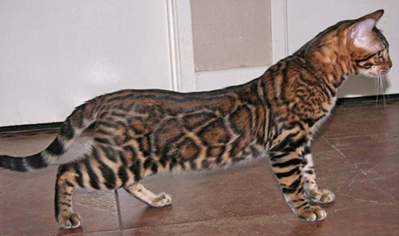 Bengal Kittens for Sale - Bengal Cats Of Summermist