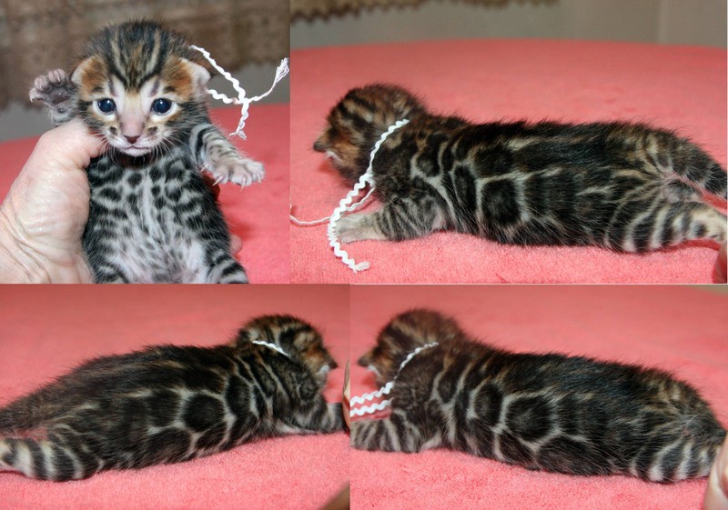 Bengal Kittens For Sale - Bengal Kittens For Sale