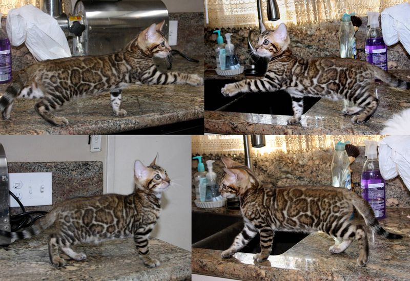Bengal Kittens For Sale