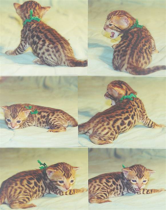 Bengal Kittens For Sale Exotic Bengal Cats