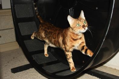 bengal cat exercise wheel