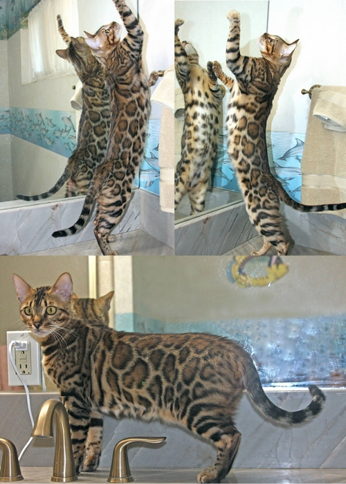 Bengal Cat Prius | Bengal Kittens | San Diego California