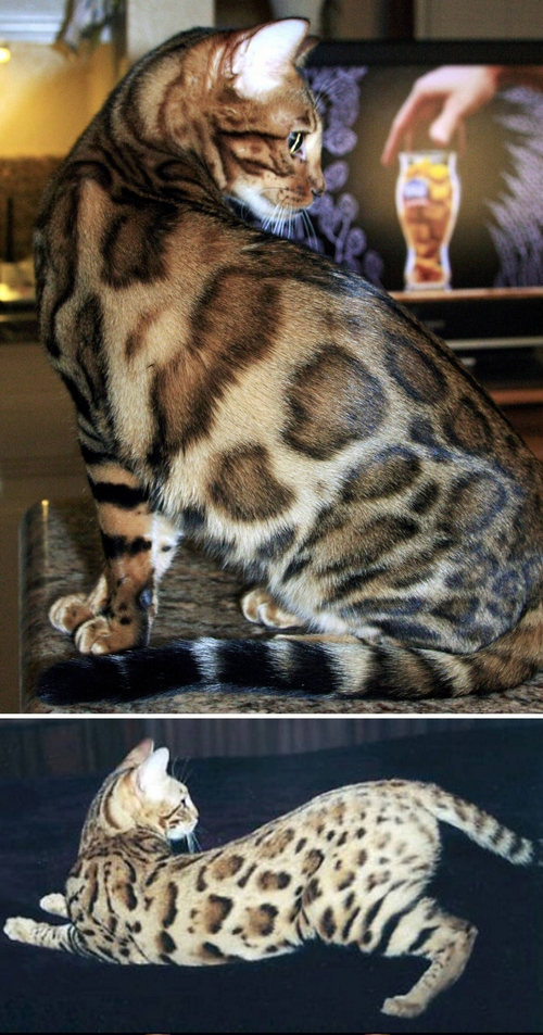 Bengal Cat Breed and Fuzzies Information