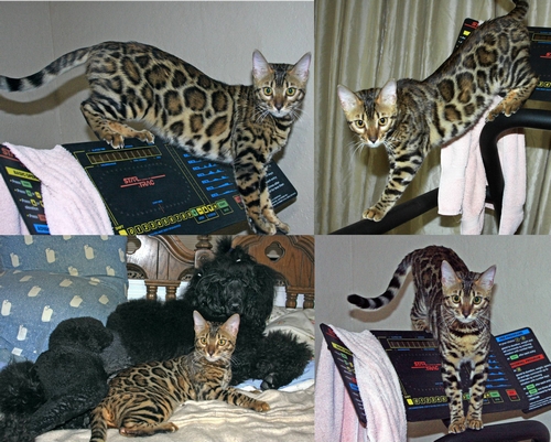Bengal Cat Prius | Bengal Kittens | San Diego California
