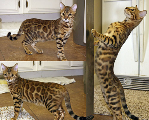 Bengal Kittens For Sale Northern California Bengals