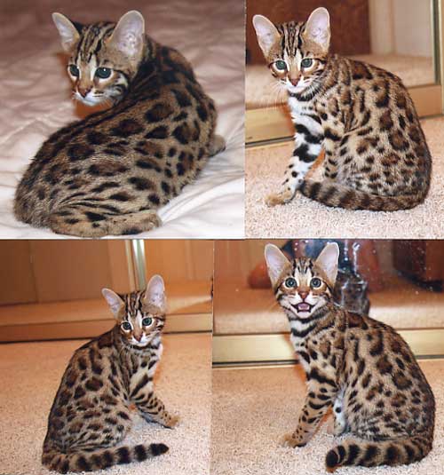 Bengal Kittens For Sale Rosetted Bengal Cat