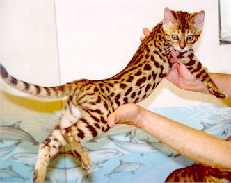 Bengal Kittens For Sale Bengal Cat Kitten