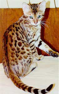 Bengal Cat For Sale! Bengal Cat Breeder!