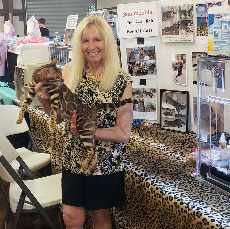 Bengal Kittens for Sale - Bengal Cats Of Summermist