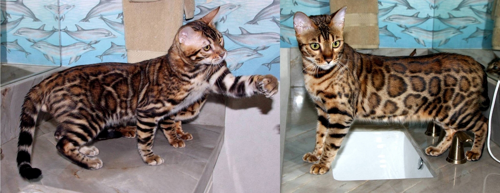 Bengal Kittens For Sale - Bengal Kittens For Sale