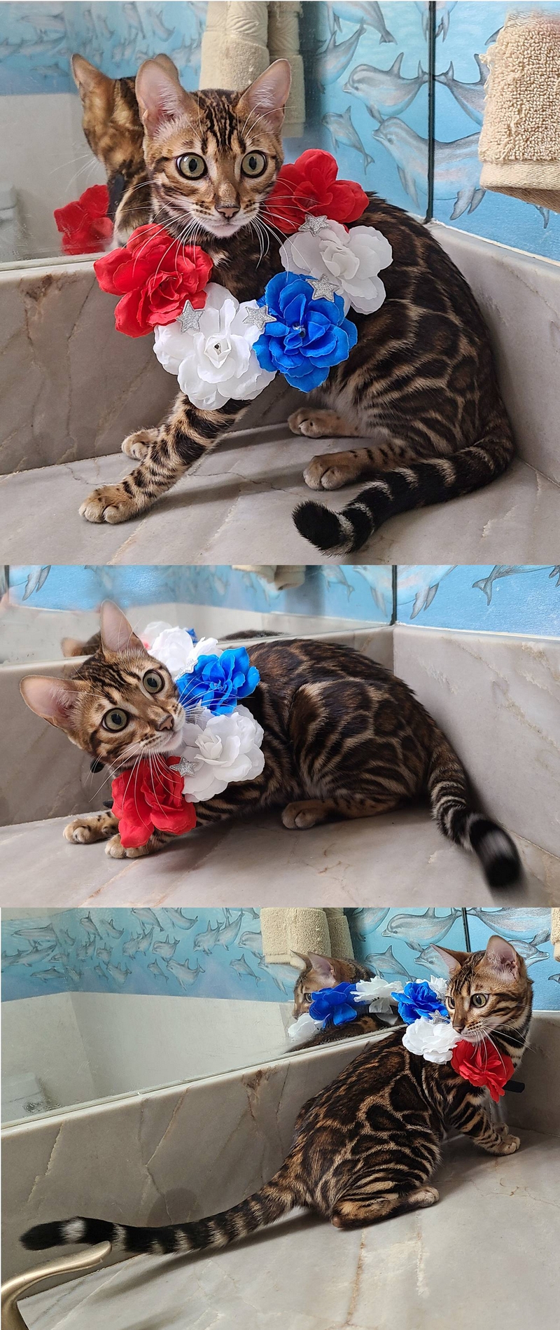 Bengal Kittens for Sale - Bengal Cats Of Summermist